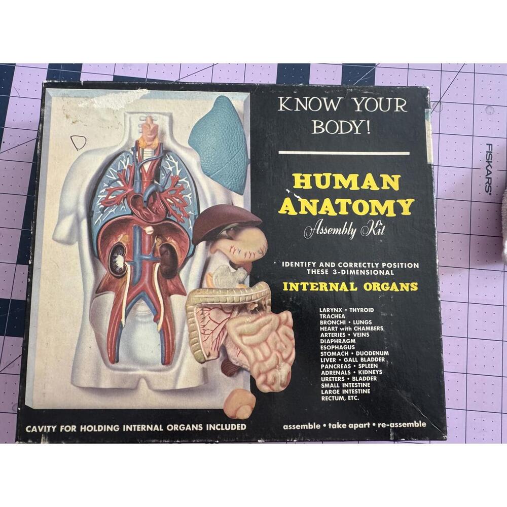 Vintage Renwal Human Anatomy Assembly Kit 1950s • Complete Set • Retro Medical